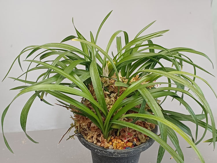 국화피기 ( 꽃 )