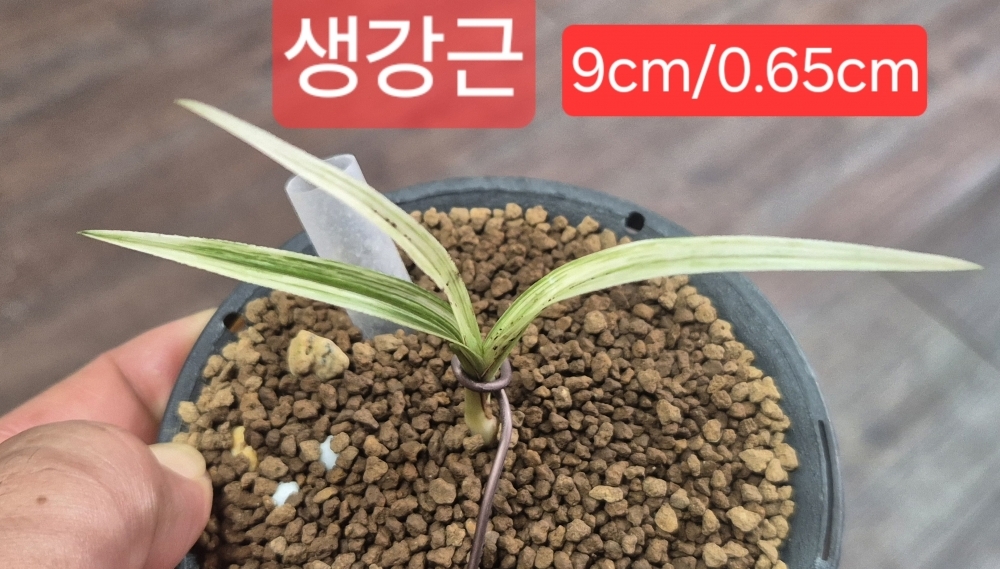 신채입변