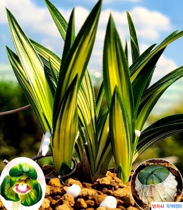 단엽중투 (천종)~*