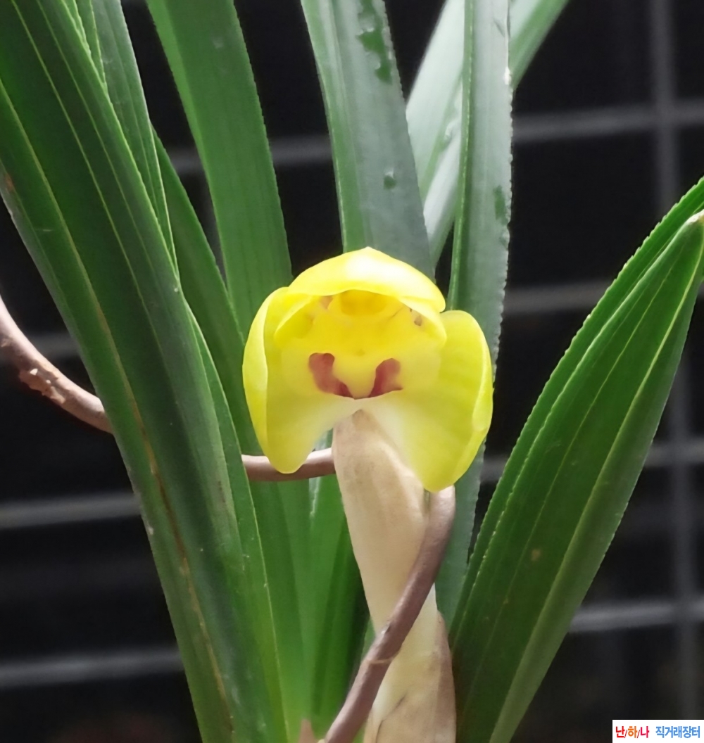 에이스 황두화 기대