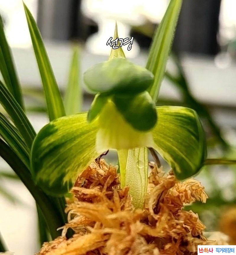 중투화소심 (선경)~*