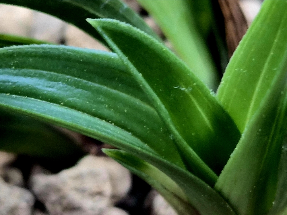 두화변단엽호기대품