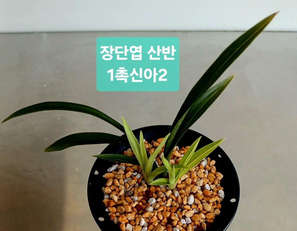 장단엽 산반