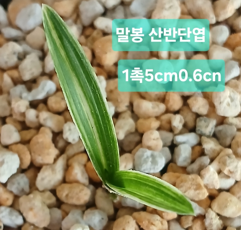 맓봉 산반단엽