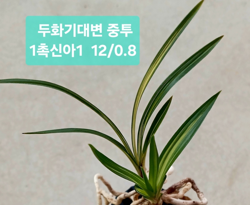 두화기대변 중투