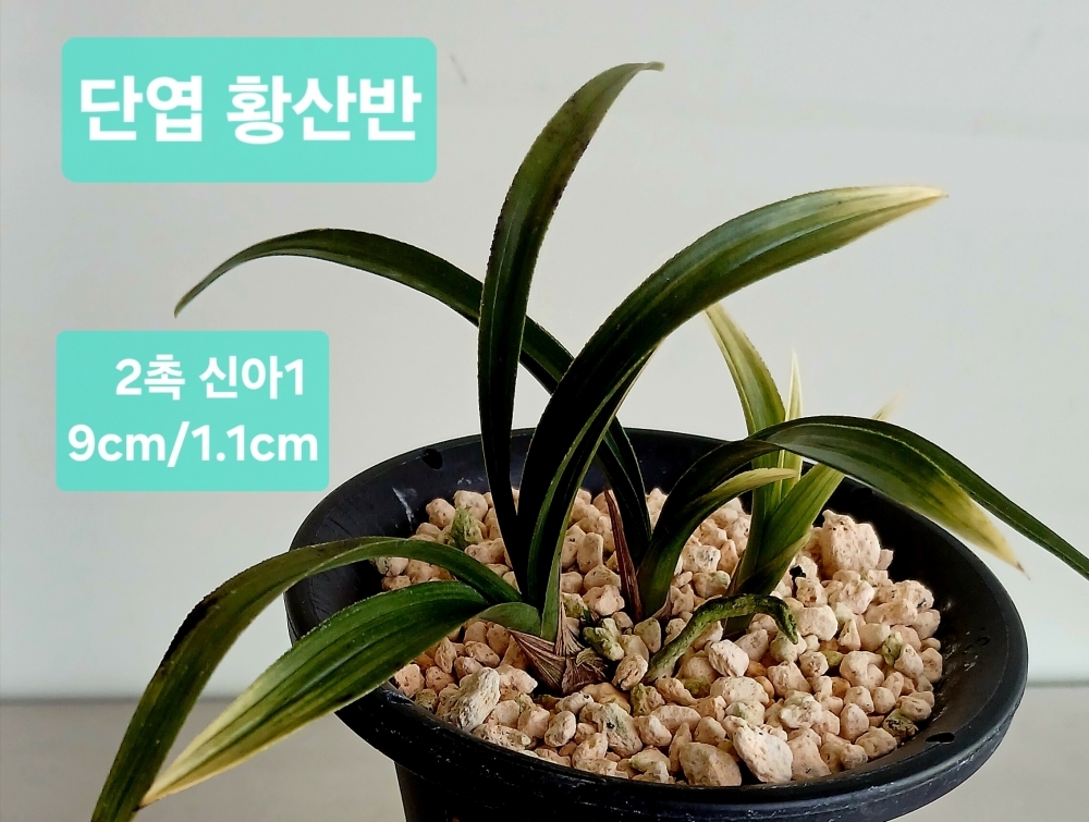 ***특 단엽 황산반***