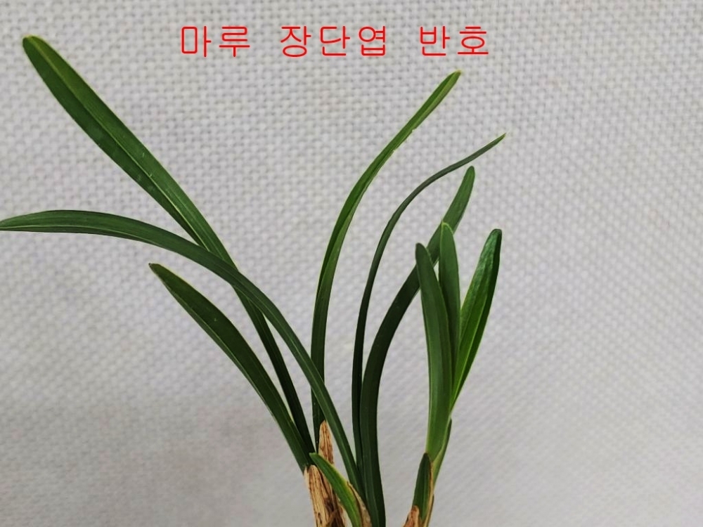 장단엽 반성호
