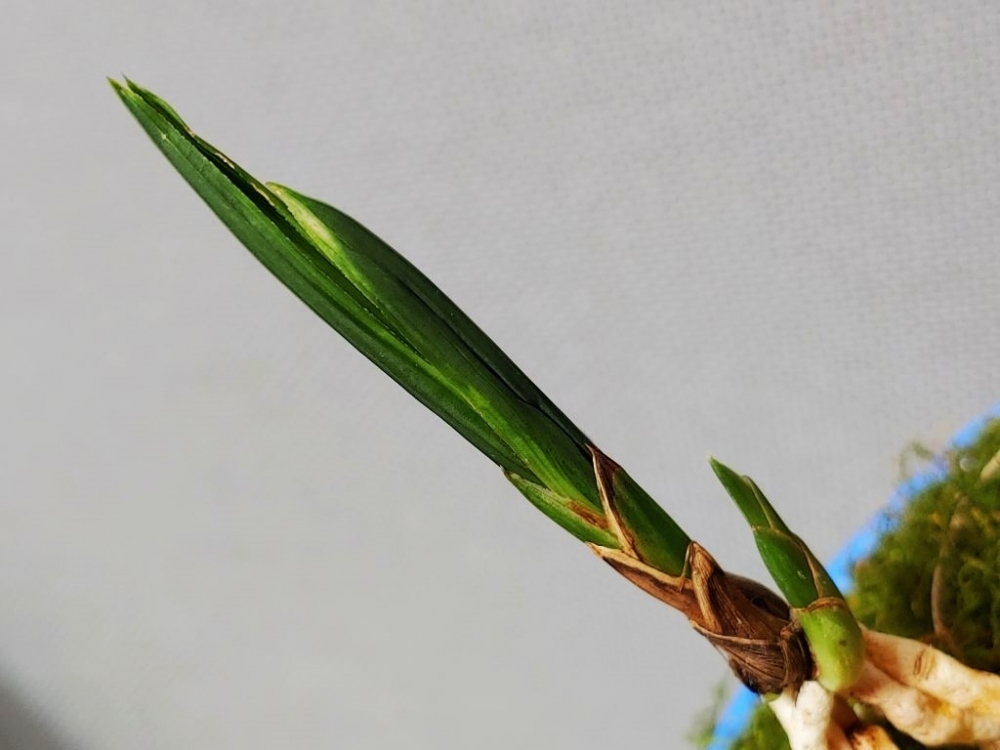 수정  산반