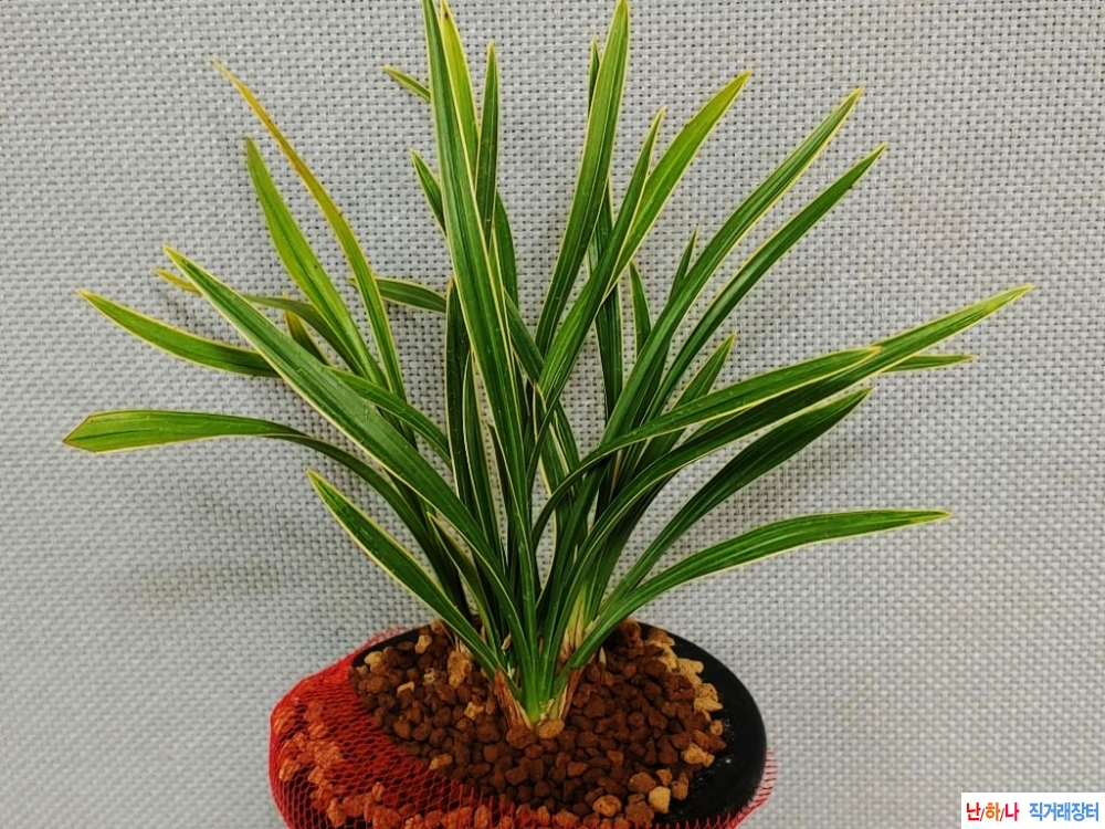 전시작  환엽복륜