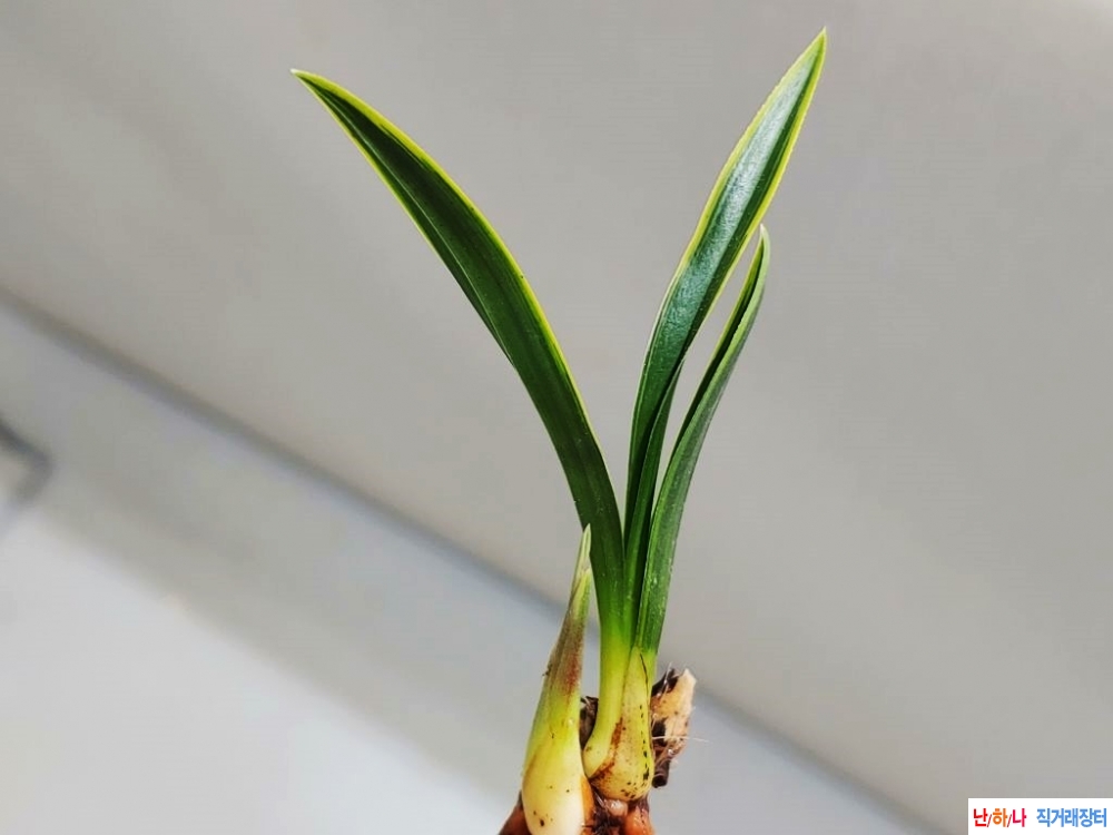 강추 단엽  산반복륜