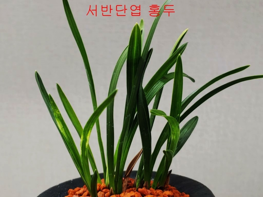 특  홍두화
