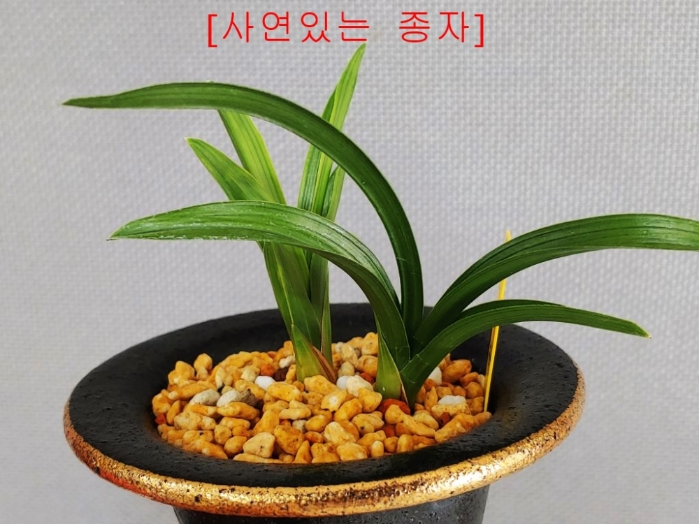[관심상품]