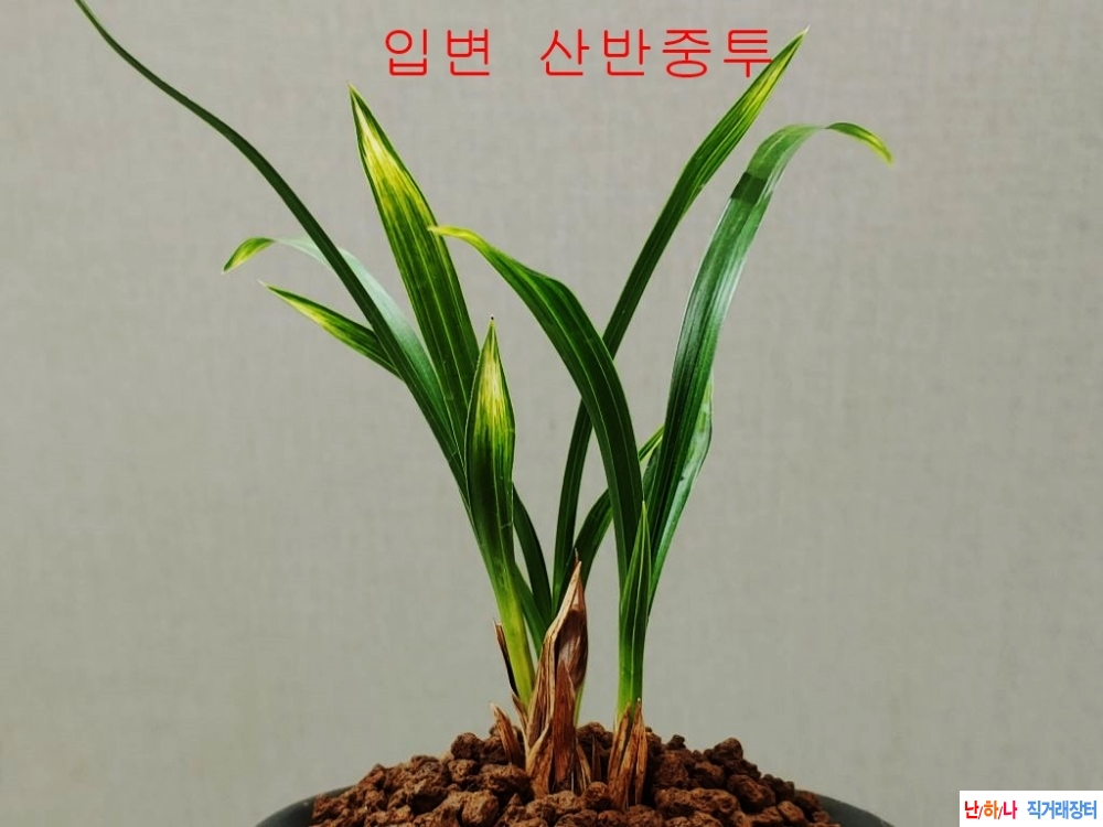 입변  산반중투