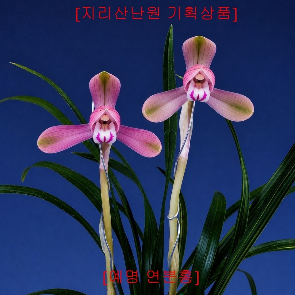[관심상품] 처음출시