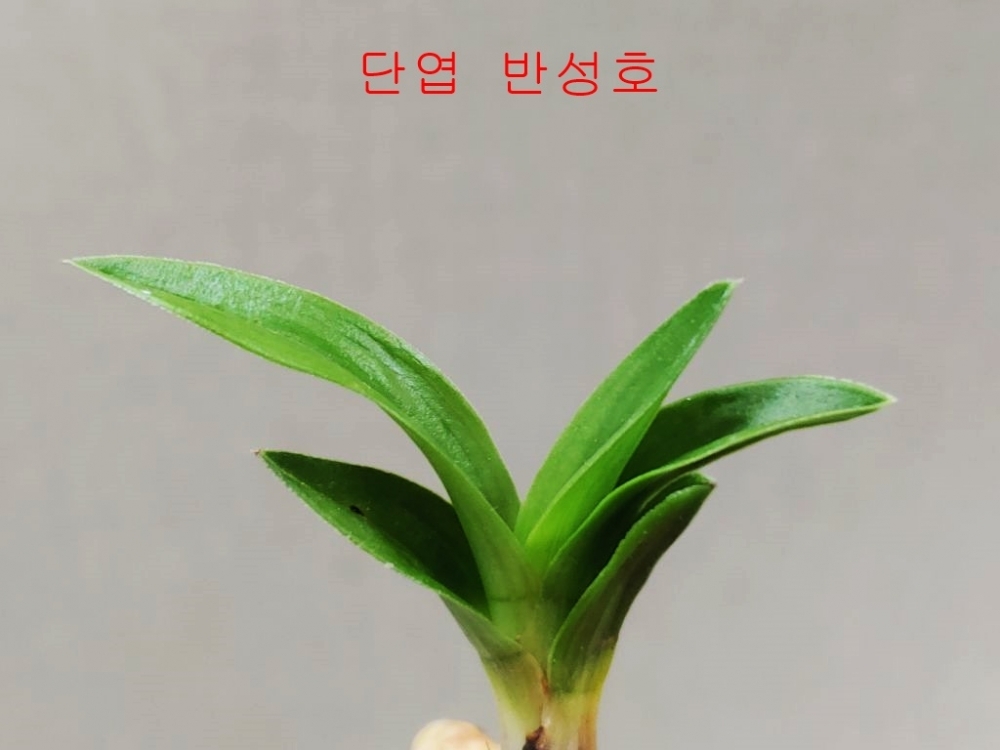 단엽반성