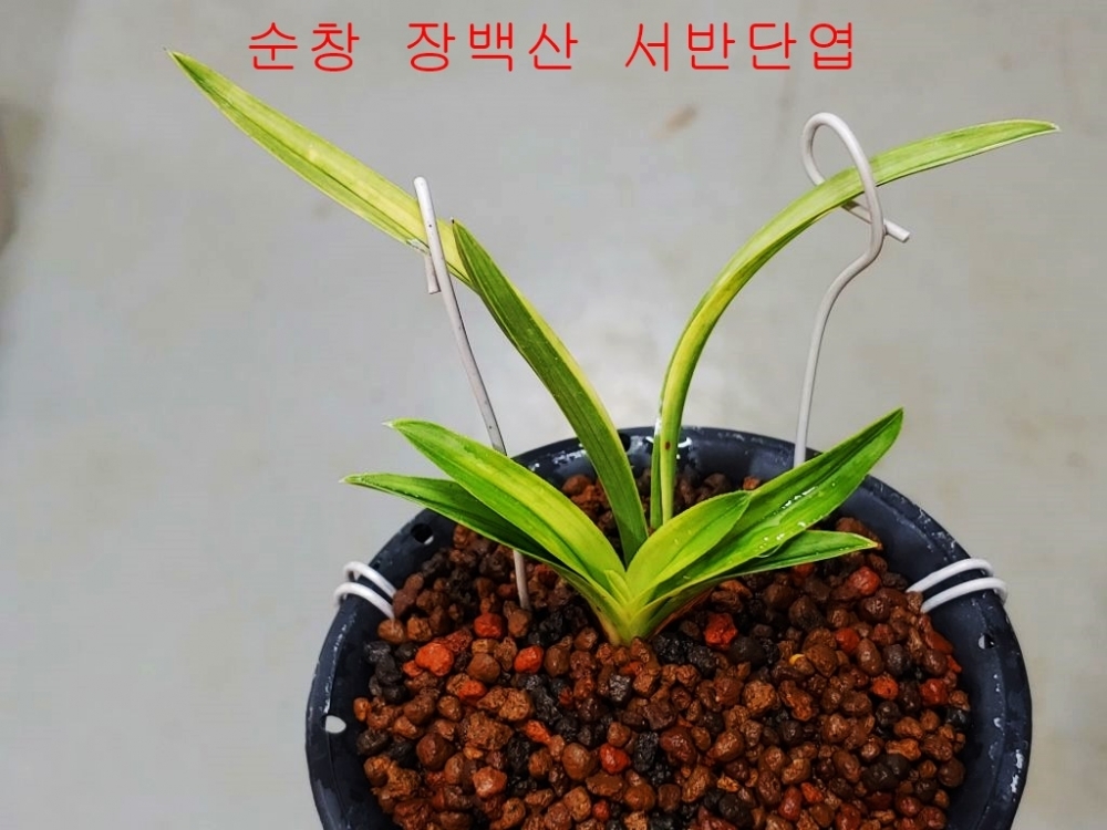 장단엽 서반