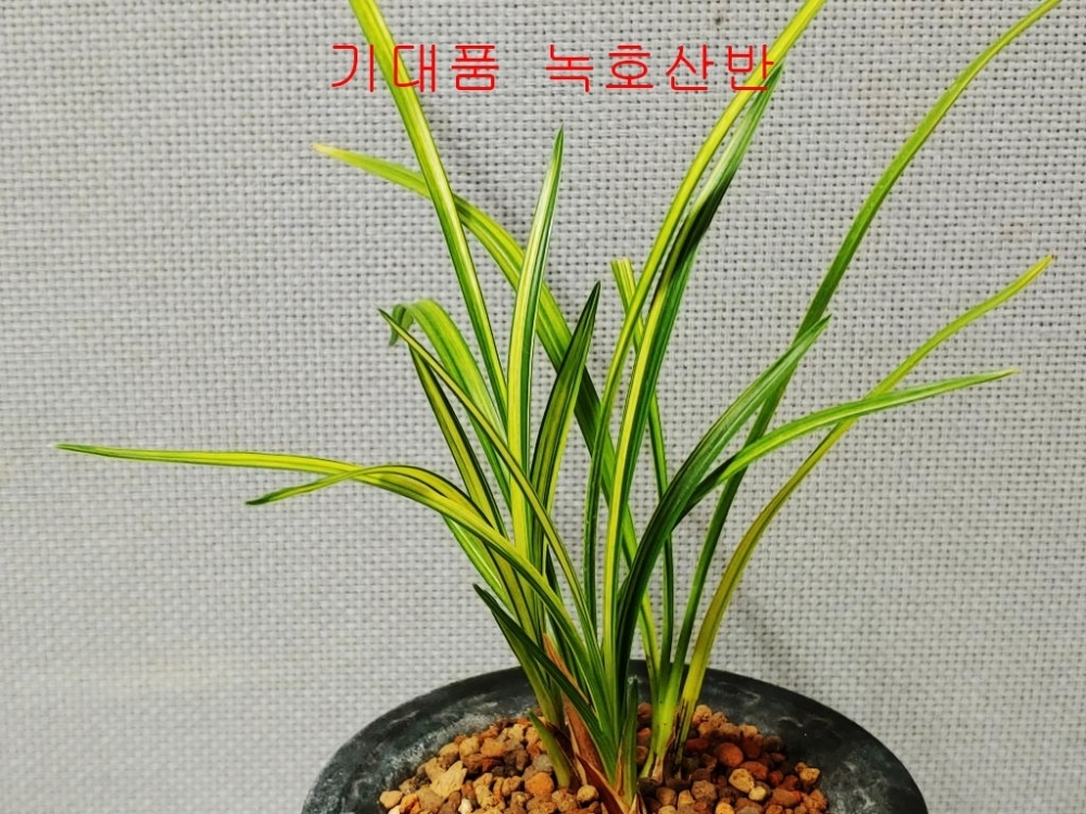 작품용 녹호산반