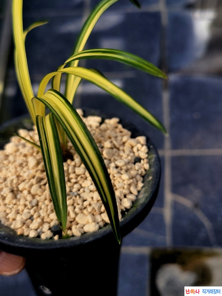 배부른.황색의입변중?