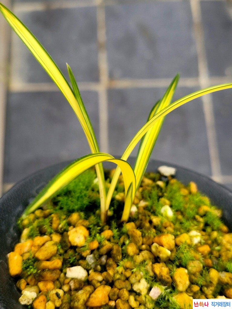 후육 황색의단엽성중?