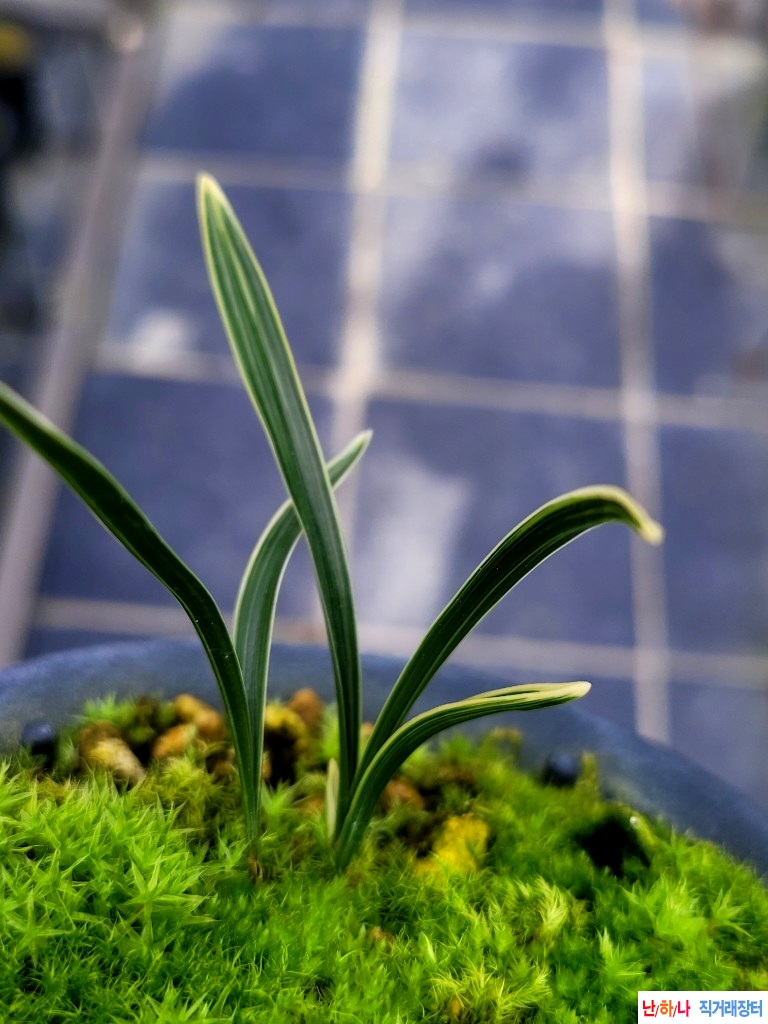 환엽의단엽성산반복륜