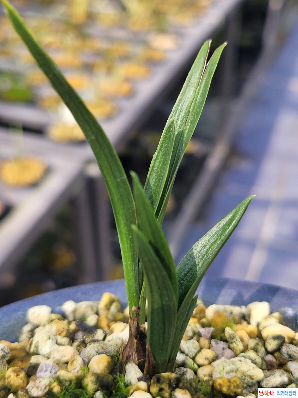 후육입엽의단엽