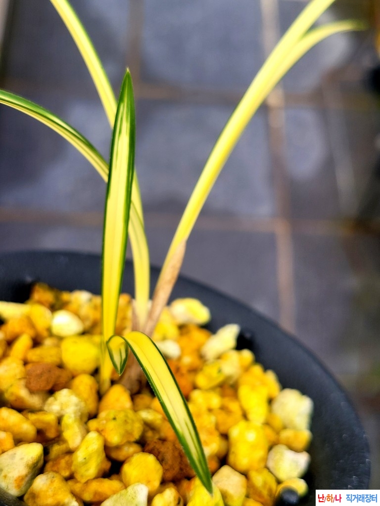 엽육좋은 입변중투호?