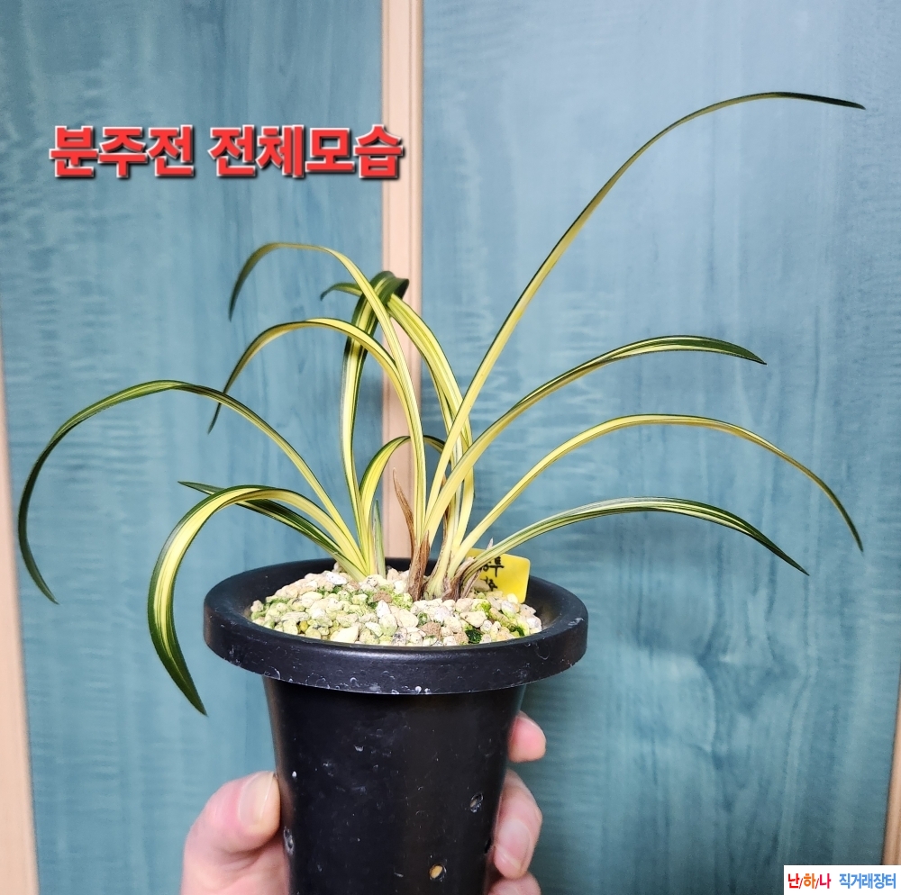 색대비 우수한 (황중투?