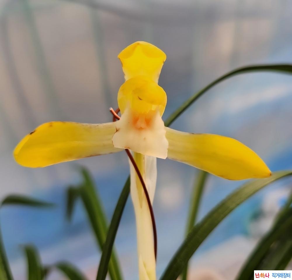 에이스 (황화소심)~*