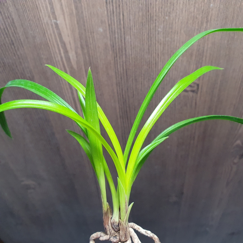 화근없는,,맑은,,황서?