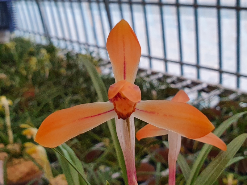 무명,,대륜,,화형,,홍화?