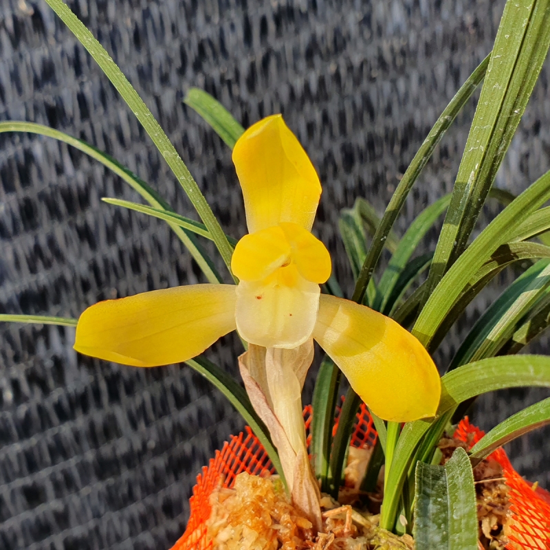 무명,,화형,,황화소심