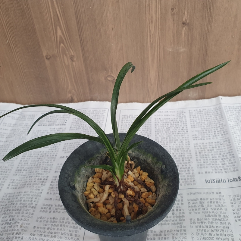 장단엽,,먹란,,서반