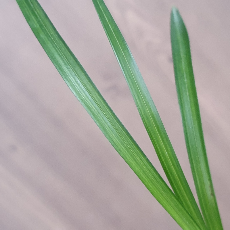 산채출,,감산반,,중투