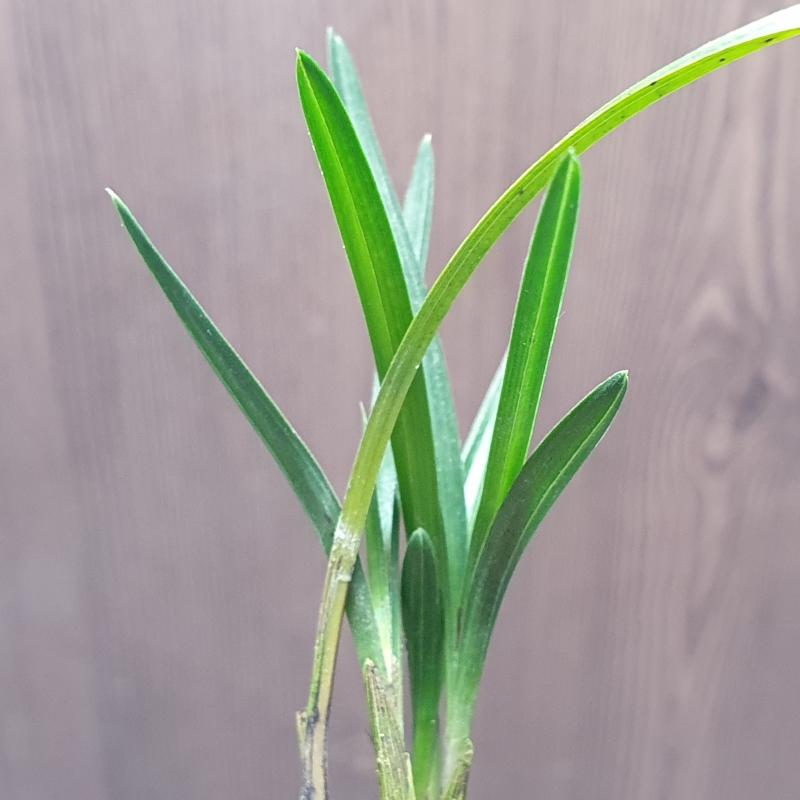 진청,,두화나무,,서반?