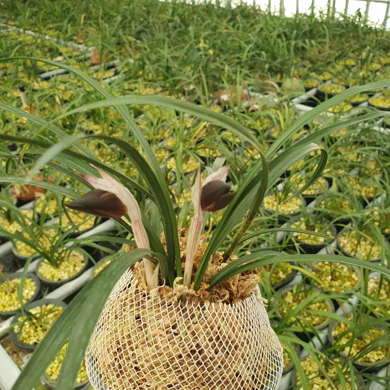 자화,,색설화,,꽃2