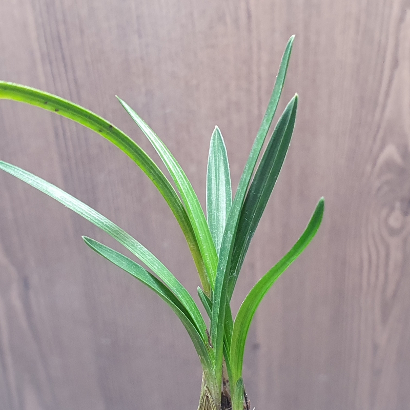 진청,,두화나무,,서반?