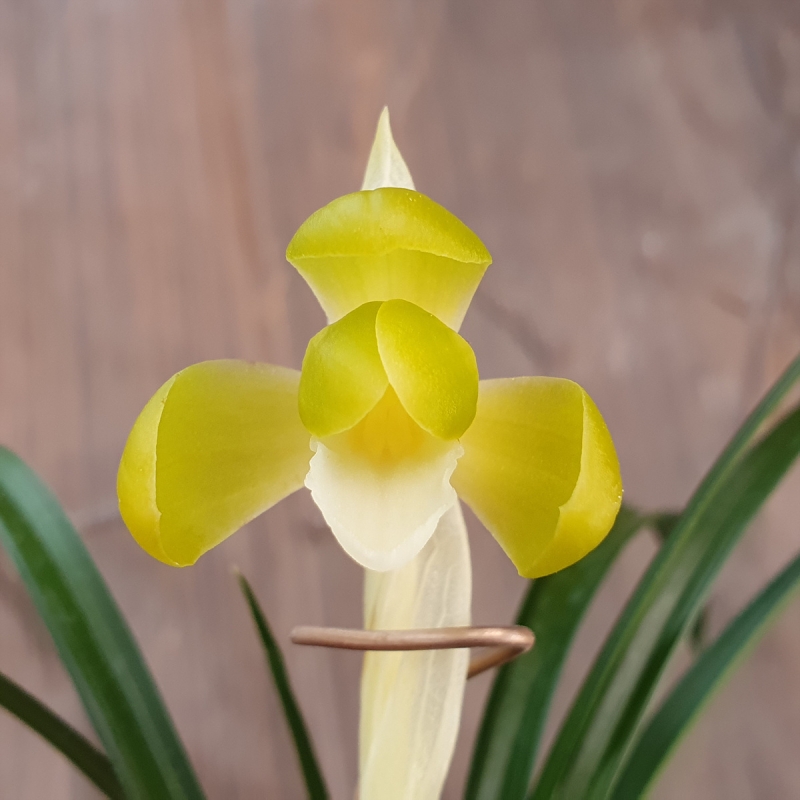 색기대,,원판,,소심