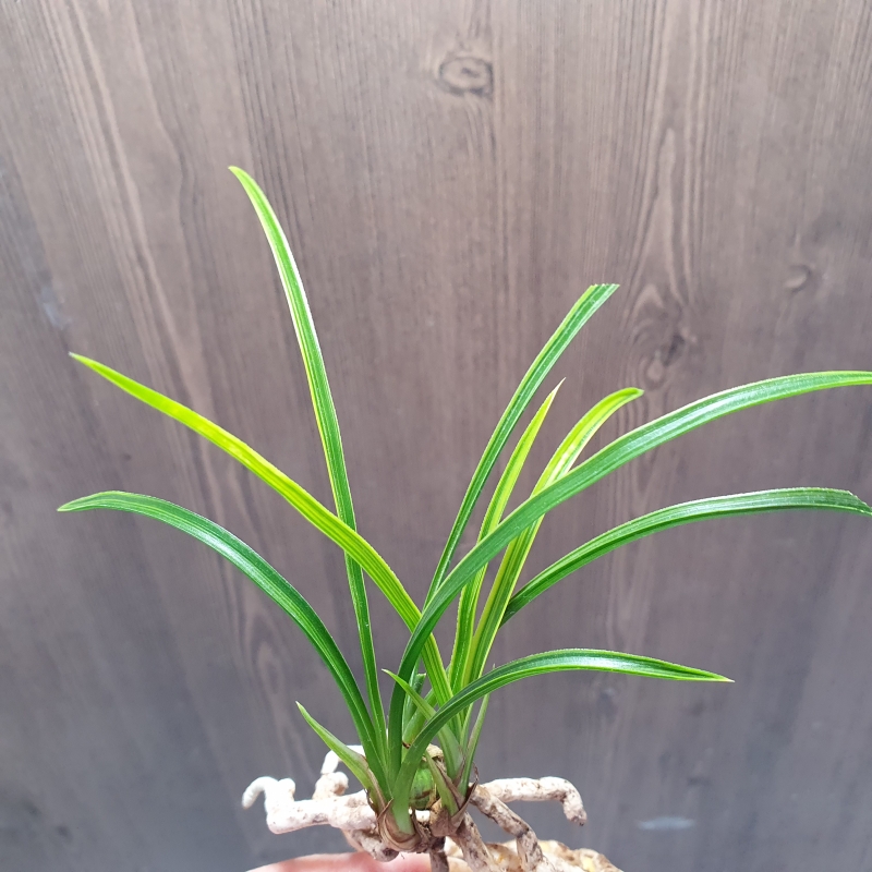 금계,,극황,,산반호