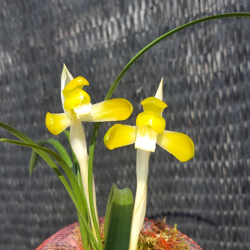 무명,,특A,,황화소심