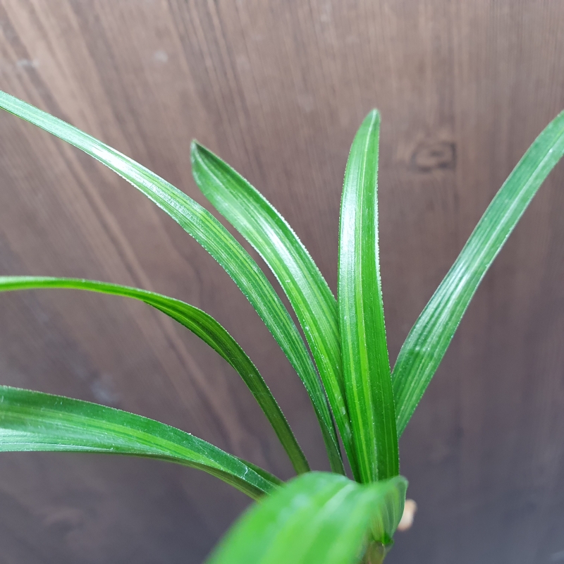 환엽,,산반호중투