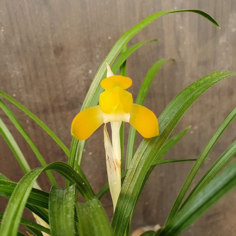 무명,,원판형,,주금소?