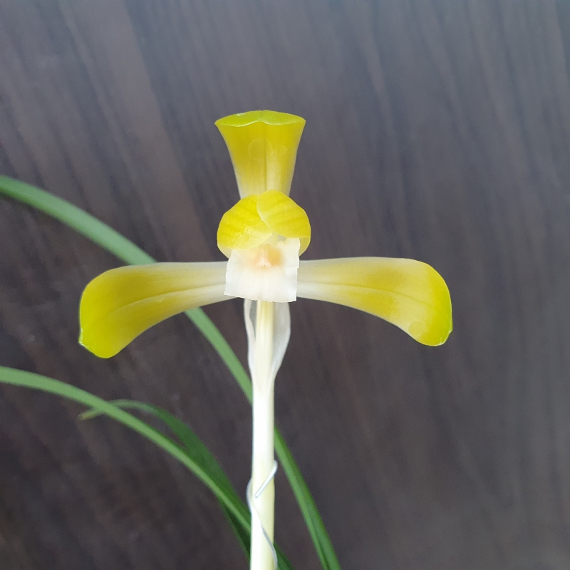 무명,,황화,,소심