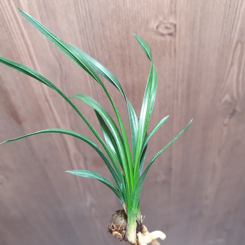 산채,,먹란,,색두기대,,?