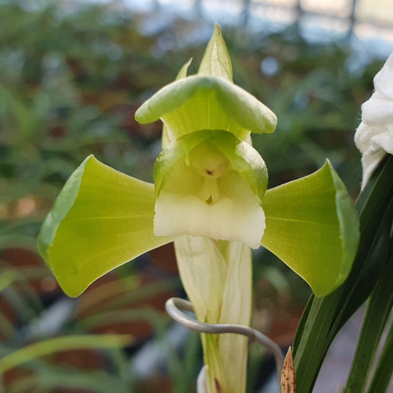 무명,,원판,,산반소심