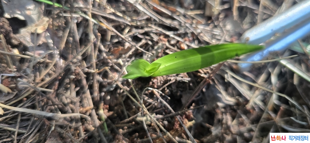 산채 입변산반