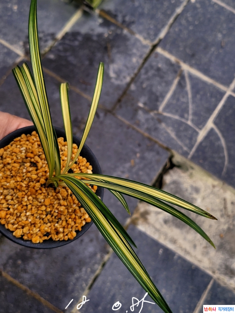 대비좋은진청의중투호