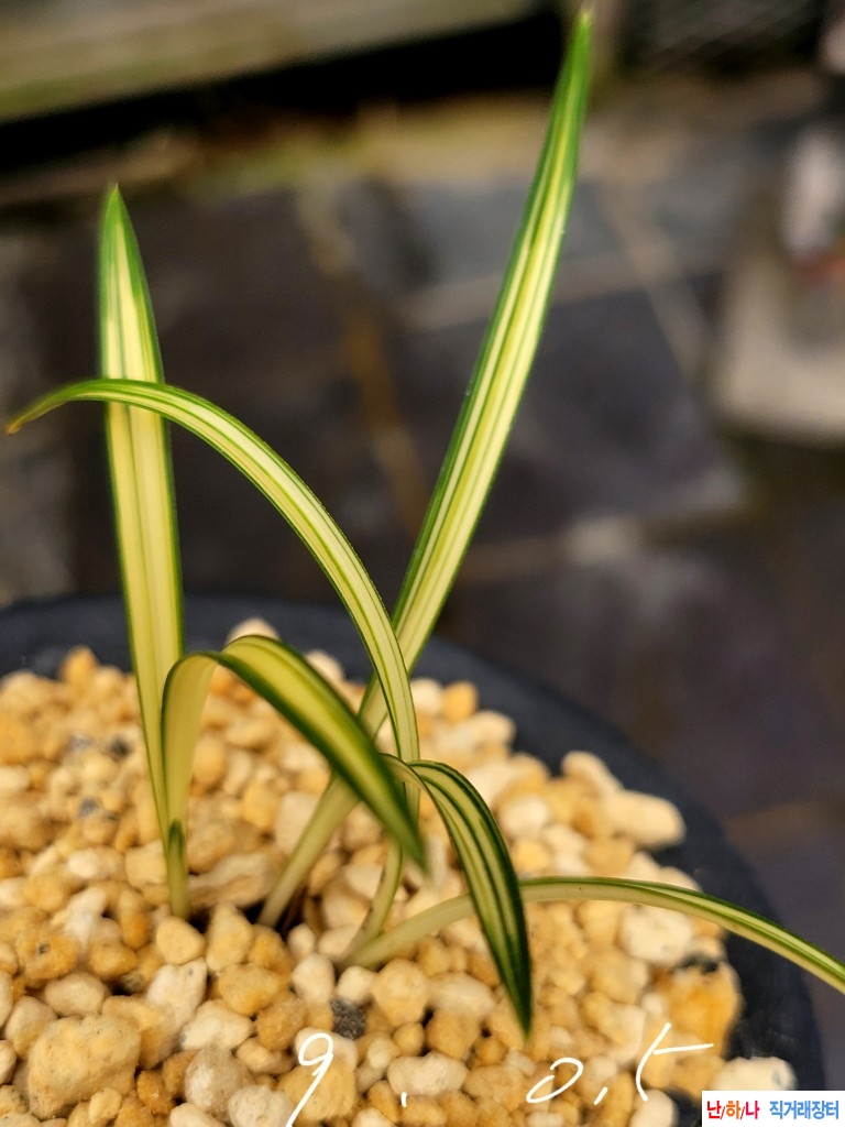 입엽성있는 입변중투?