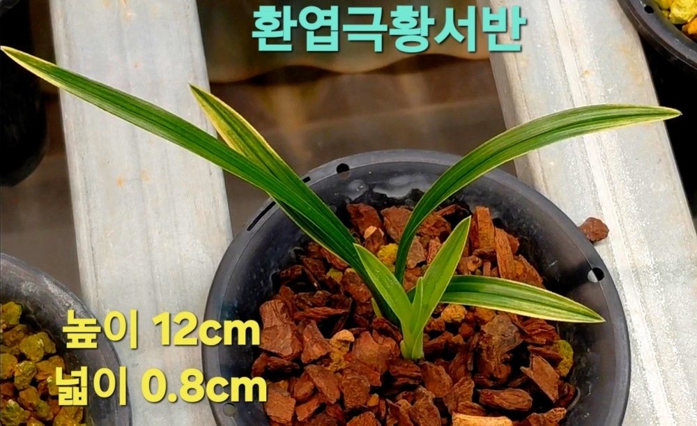 ,고가거래된 울트라급?