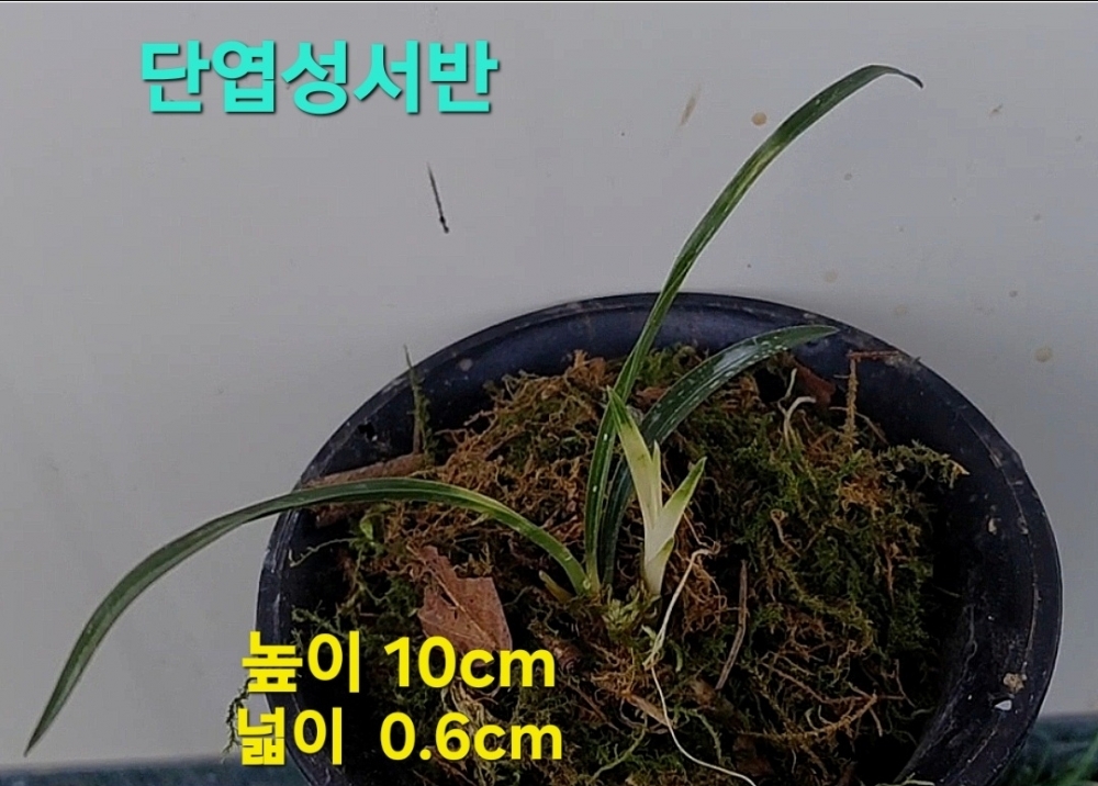 싱싱뉴스☆☆☆☆☆☆