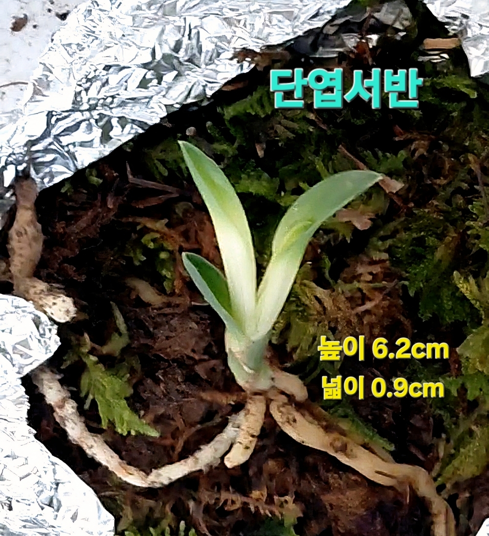 울트라급품종☆☆☆☆?